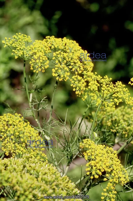 : Dill in Flower : Dill in Flower