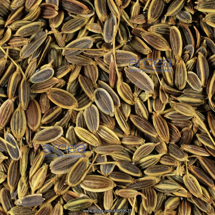 : Dill seeds : Dill seeds
