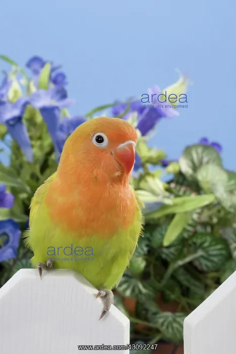 : Dilute Fischer's Lovebird : Dilute Fischer's Lovebird