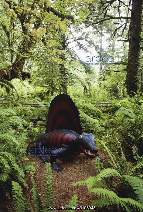 : Dimetrodon : Dimetrodon