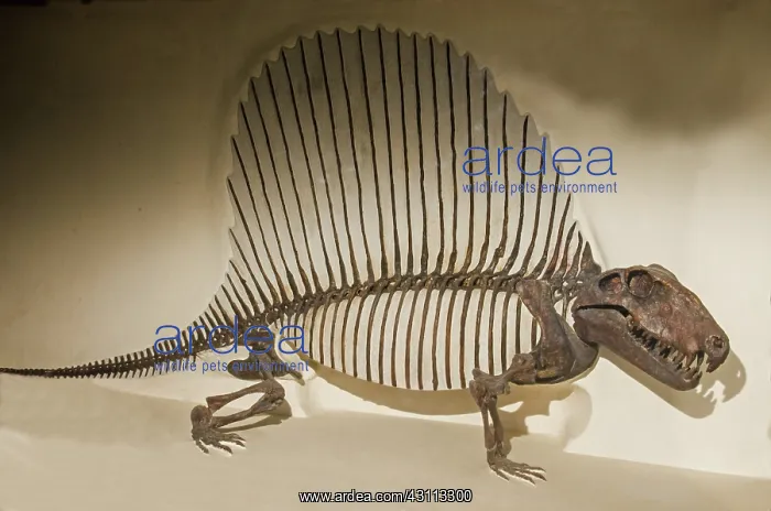: Dimetrodon Grandis : Dimetrodon Grandis