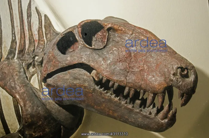 : Dimetrodon Grandis : Dimetrodon Grandis