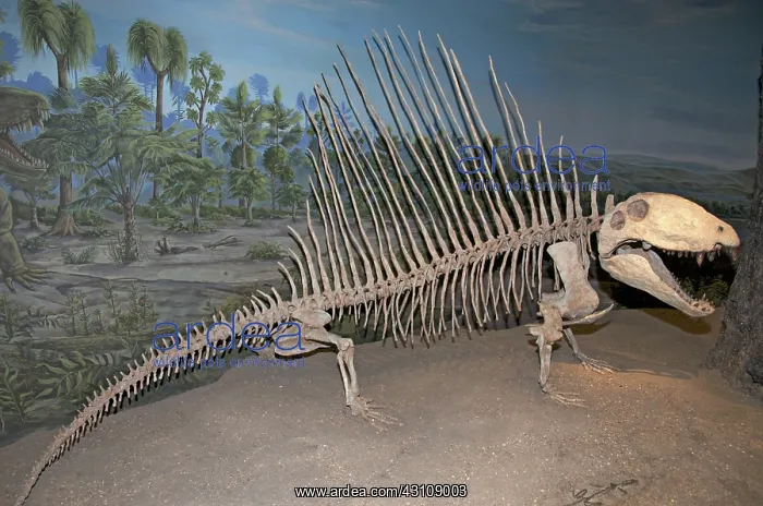  : Dimetrodon Skeleton