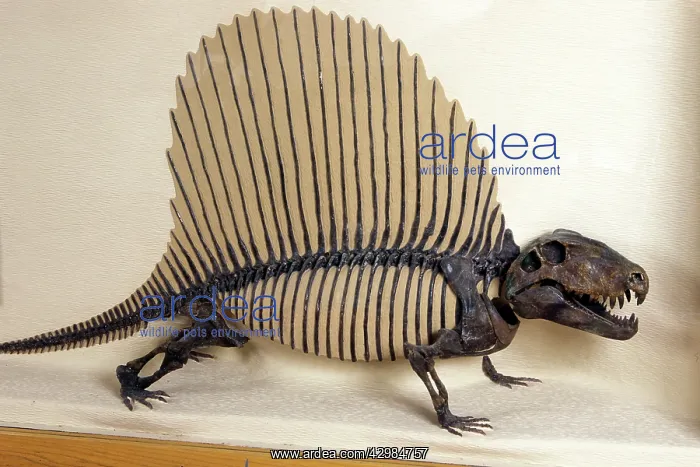 : Dimetrodon - Synapsid - more closely related to : Dimetrodon - Synapsid - more closely related to