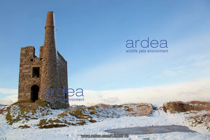 : Ding Dong mine - engine house - in snow : Ding Dong mine - engine house - in snow
