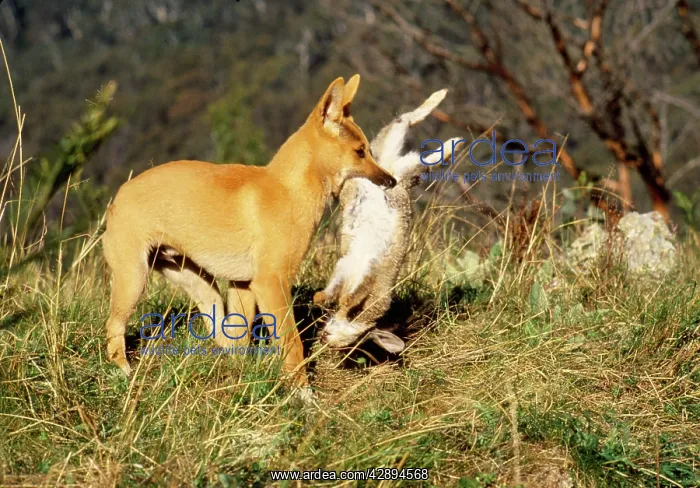 : Dingo - 3 month old pup carrying freshly killed Rabbit : Dingo - 3 month old pup carrying freshly killed Rabbit
