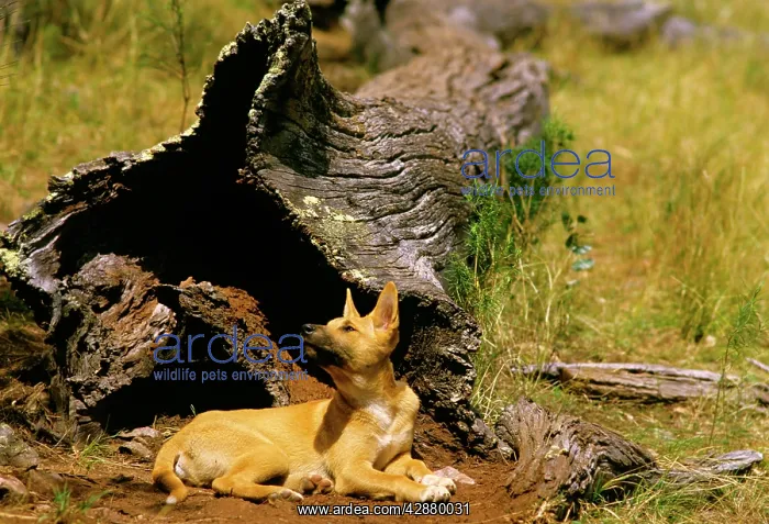 : Dingo - 3 month old pup watching a bird : Dingo - 3 month old pup watching a bird