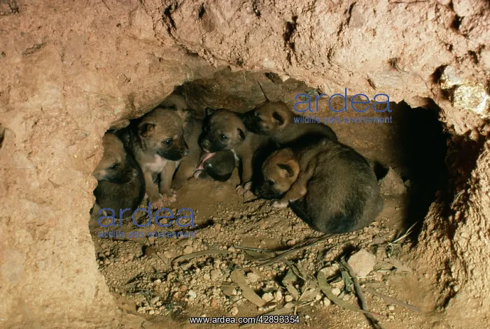 : DINGO - 3 week old pups in den : DINGO - 3 week old pups in den
