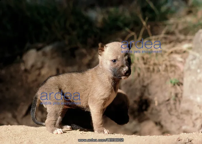 : Dingo - 3 week old pups outside den : Dingo - 3 week old pups outside den