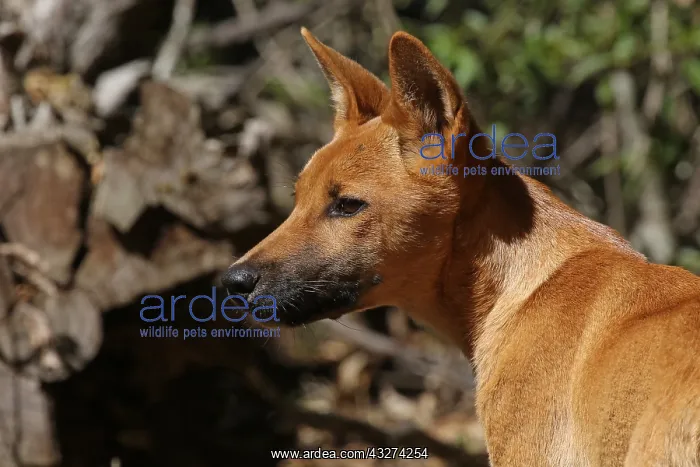  : Dingo A1353