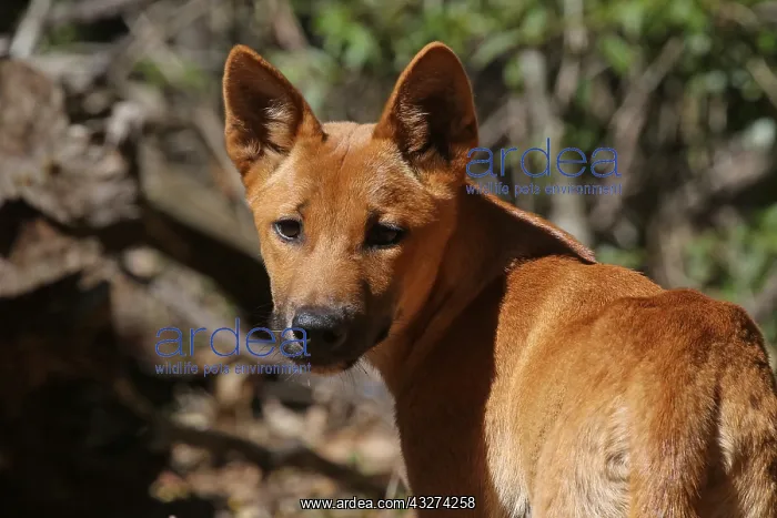  : Dingo A1354