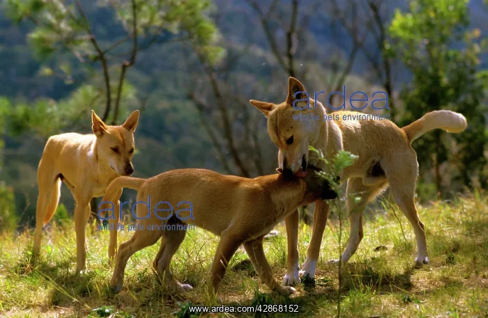 : Dingo - Adult biting a juvenile's neck gently : Dingo - Adult biting a juvenile's neck gently