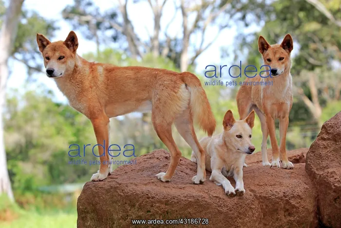 : Dingo, three adult dingos (Canis familiaris dingo) : Dingo, three adult dingos (Canis familiaris dingo)