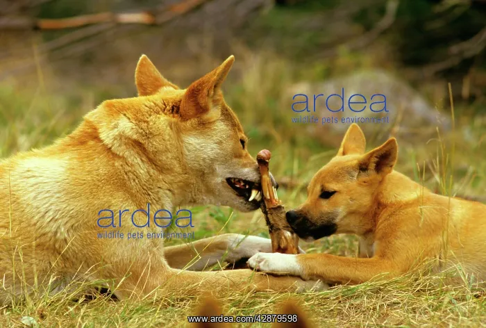 : Dingo - Adult male sharing food with three month old pup : Dingo - Adult male sharing food with three month old pup