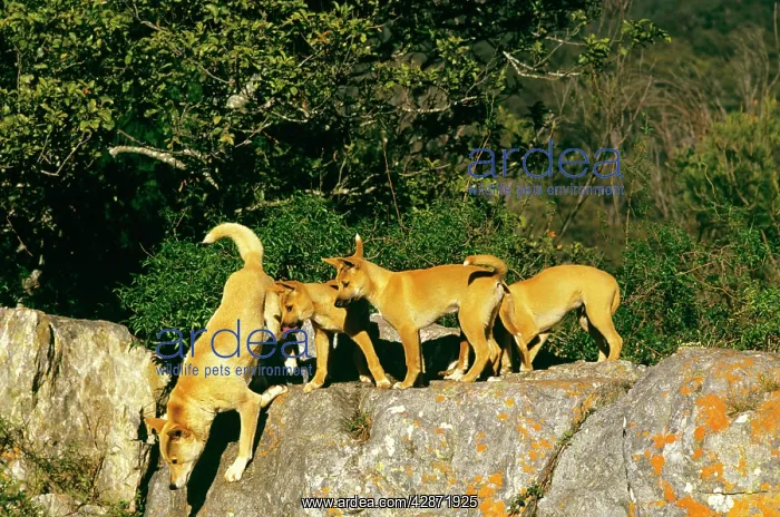 : Dingo - Adult with pups : Dingo - Adult with pups