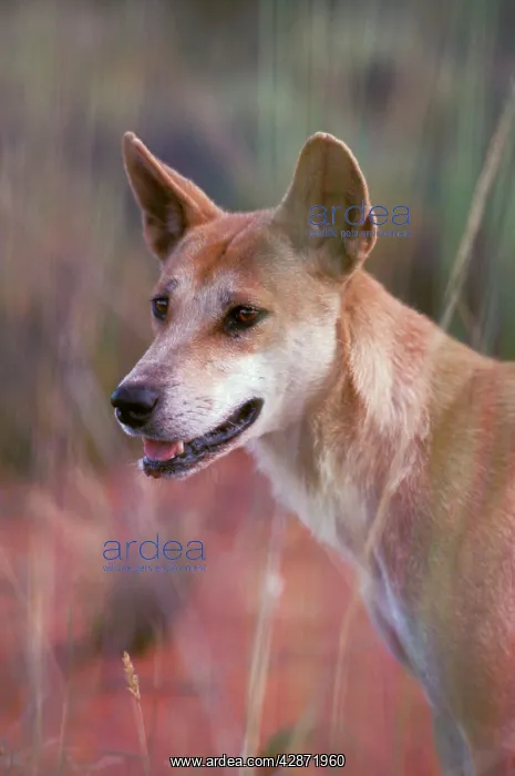 : Dingo - Alert with pricked ears : Dingo - Alert with pricked ears