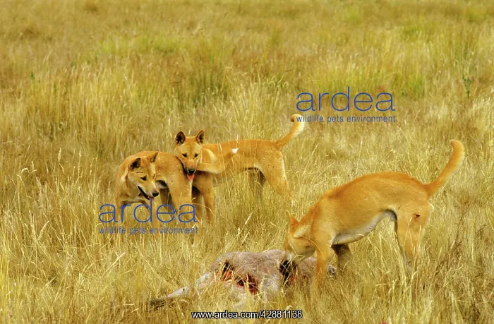 : Dingo - With animal kill : Dingo - With animal kill