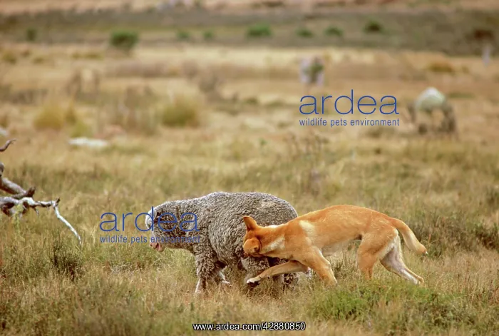 : Dingo - Attacking a sheep : Dingo - Attacking a sheep
