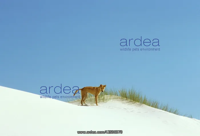 : Dingo - On the beach : Dingo - On the beach