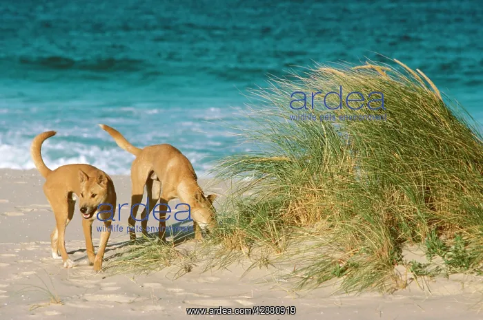 : Dingo - On the beach : Dingo - On the beach