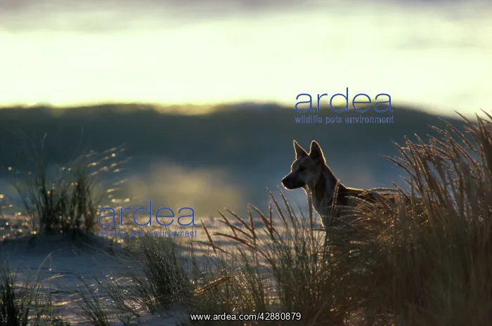 : Dingo - On beach at dusk : Dingo - On beach at dusk