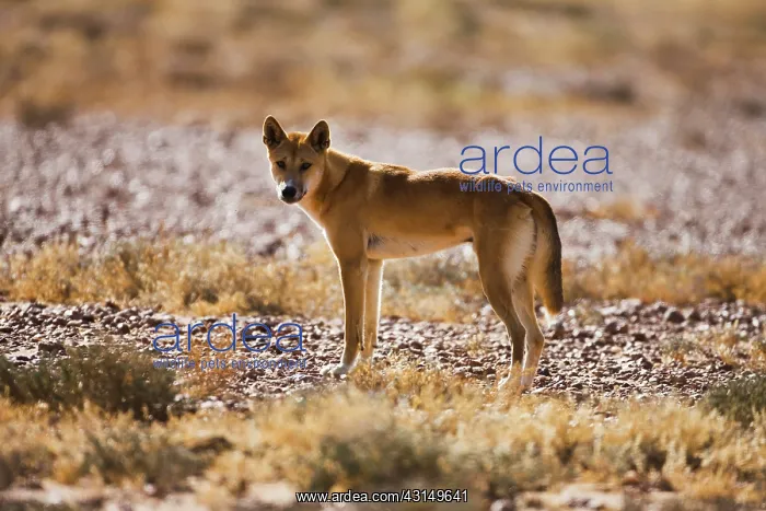 : Dingo (Canis dingo) stands in the warm : Dingo (Canis dingo) stands in the warm