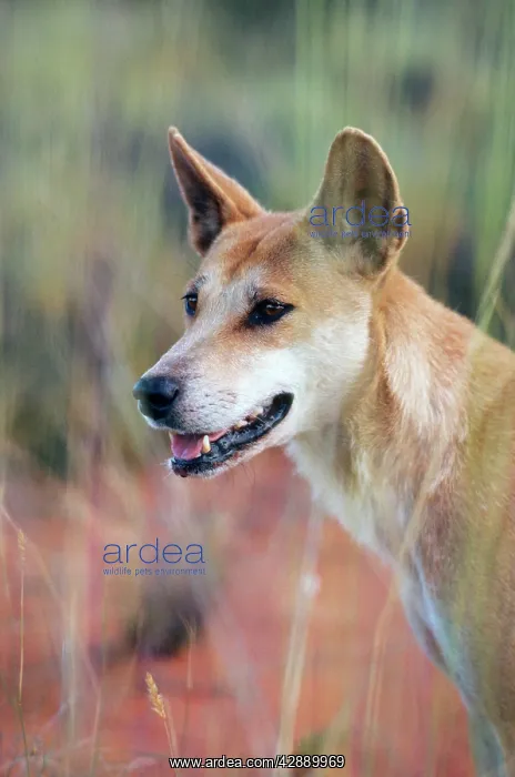 : DINGO (Canis familiaris dingo). Australia : DINGO (Canis familiaris dingo). Australia