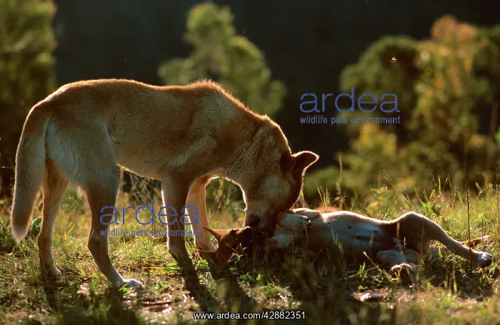 : Dingo (Canis familiaris dingo) female with pup : Dingo (Canis familiaris dingo) female with pup