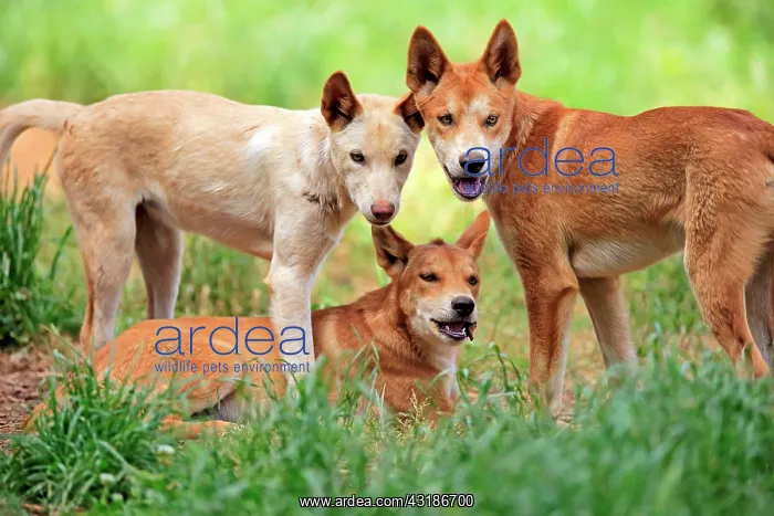 : Dingo (Canis familiaris dingo), group of adults : Dingo (Canis familiaris dingo), group of adults