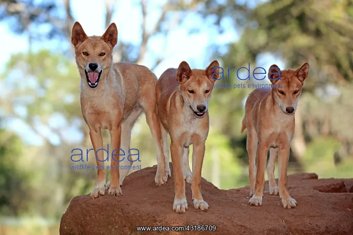 : Dingo (Canis familiaris dingo), pack of adults on : Dingo (Canis familiaris dingo), pack of adults on