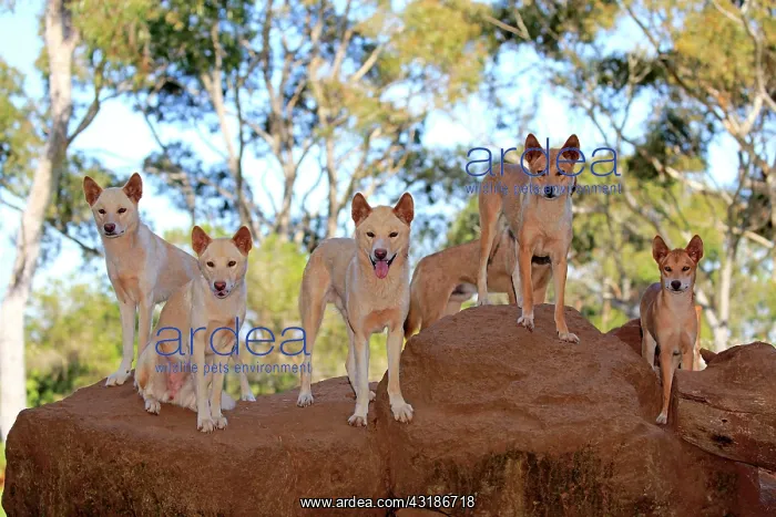 : Dingo (Canis familiaris dingo), pack of adults on : Dingo (Canis familiaris dingo), pack of adults on