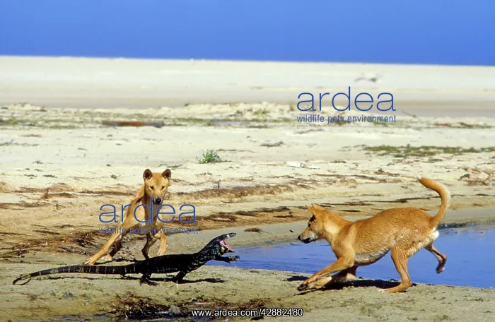 : Dingo (Canis lupus dingo) two animals with Lace : Dingo (Canis lupus dingo) two animals with Lace