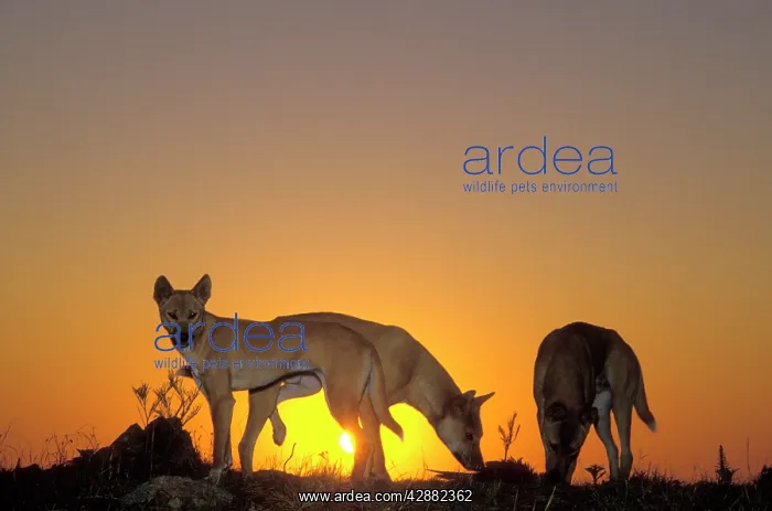 : Dingo (Canis lupus dingo) three animals, silhouetted : Dingo (Canis lupus dingo) three animals, silhouetted