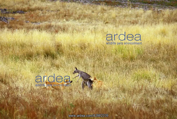 : Dingo (Canis lupus dingo) attacking Eastern grey kangaroo : Dingo (Canis lupus dingo) attacking Eastern grey kangaroo