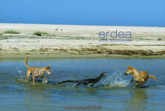 : Dingo (Canis lupus dingo ) attacking Lace monitor : Dingo (Canis lupus dingo ) attacking Lace monitor