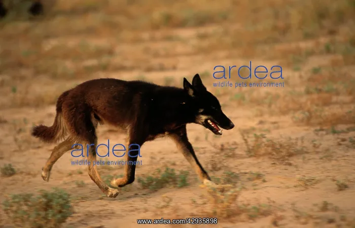 : Dingo (Canis lupus dingo ) with black coat. Strzelecki : Dingo (Canis lupus dingo ) with black coat. Strzelecki