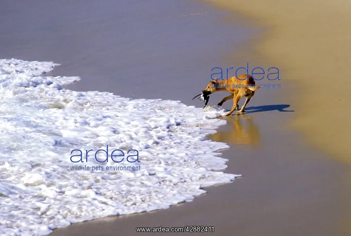 : Dingo (Canis lupus dingo) catching seabird at sea edge : Dingo (Canis lupus dingo) catching seabird at sea edge
