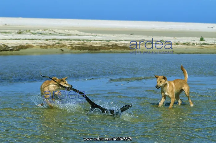: Dingo (Canis lupus dingo ) chasing Lace monitor : Dingo (Canis lupus dingo ) chasing Lace monitor