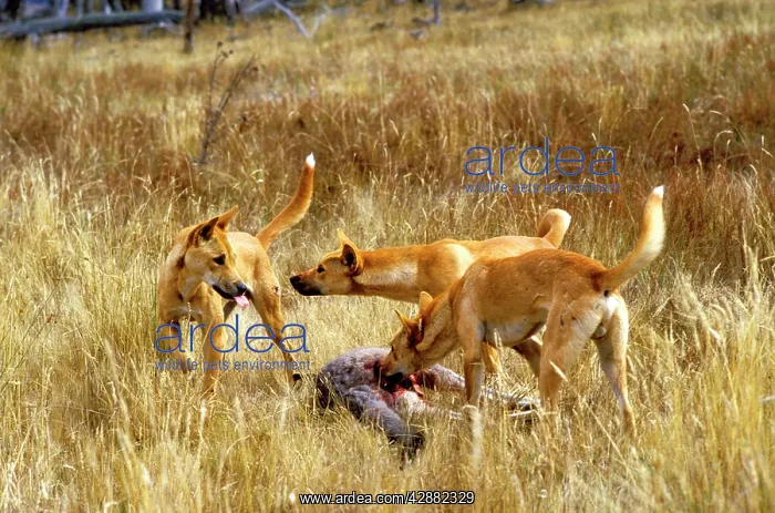 : Dingo (Canis lupus dingo) three - eating Eastern : Dingo (Canis lupus dingo) three - eating Eastern