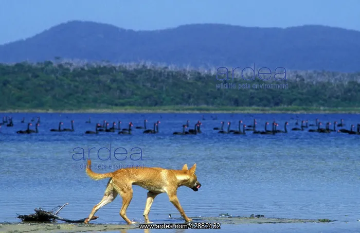 : Dingo (Canis lupus dingo) eyeing Black Swans as : Dingo (Canis lupus dingo) eyeing Black Swans as