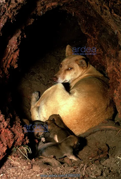 : Dingo (Canis lupus dingo) female & pups in den : Dingo (Canis lupus dingo) female & pups in den