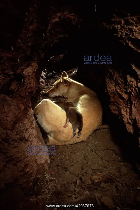  : Dingo (Canis lupus dingo), female and pups in den