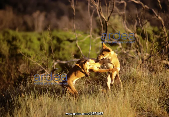 : Dingo (Canis lupus dingo) fighting : Dingo (Canis lupus dingo) fighting