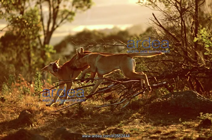 : Dingo (Canis lupus dingo) fighting : Dingo (Canis lupus dingo) fighting