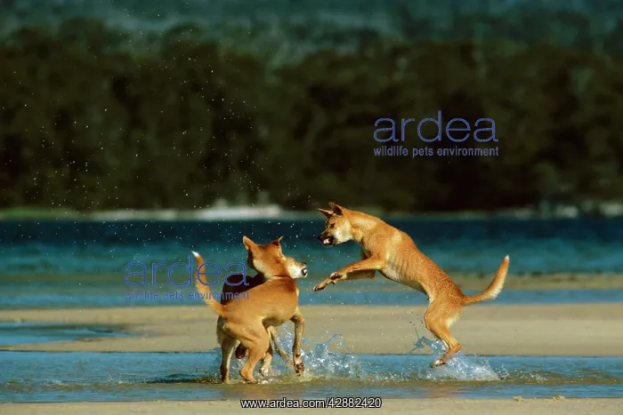 : Dingo (Canis lupus dingo) three fighting at waterIs edge : Dingo (Canis lupus dingo) three fighting at waterIs edge