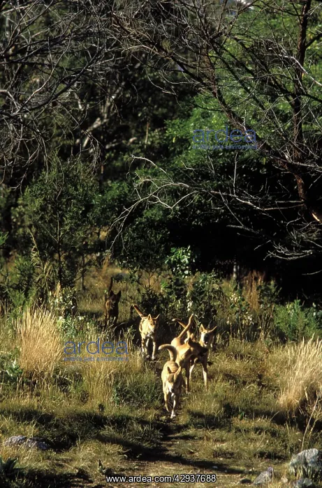: Dingo (Canis lupus dingo ) group, walking on track : Dingo (Canis lupus dingo ) group, walking on track