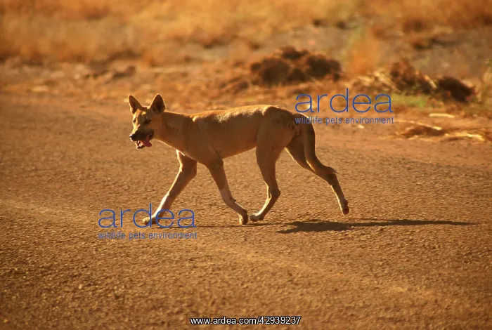 : Dingo (Canis lupus dingo ) introduced to Australian : Dingo (Canis lupus dingo ) introduced to Australian