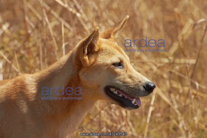  : Dingo (Canis lupus dingo), Kakadu National
