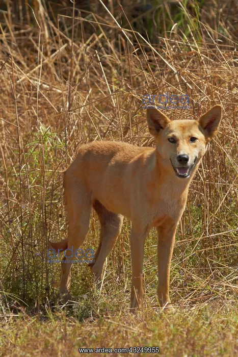 : Dingo (Canis lupus dingo), Kakadu National : Dingo (Canis lupus dingo), Kakadu National