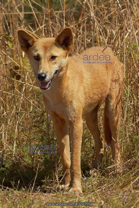 : Dingo (Canis lupus dingo), Kakadu National : Dingo (Canis lupus dingo), Kakadu National